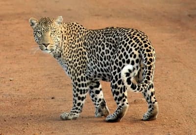 Leopard walking on dirt road in its natural habitat