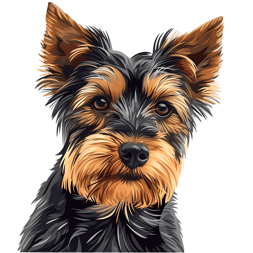 Yorkshire Terrier portrait featuring detailed tan and blue fur texture against a solid black background.