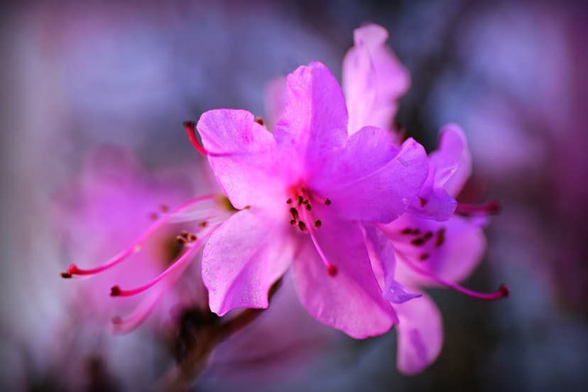 Pink azalea blossoms with visible stamens and textured petals set against a blurred purple and blue bokeh background.
