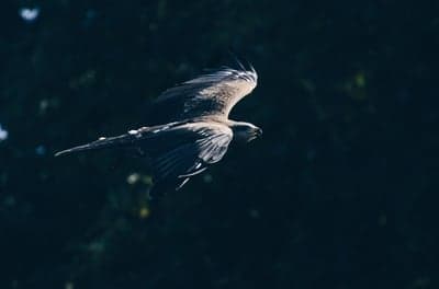 Bird of prey soaring in flight against dark background