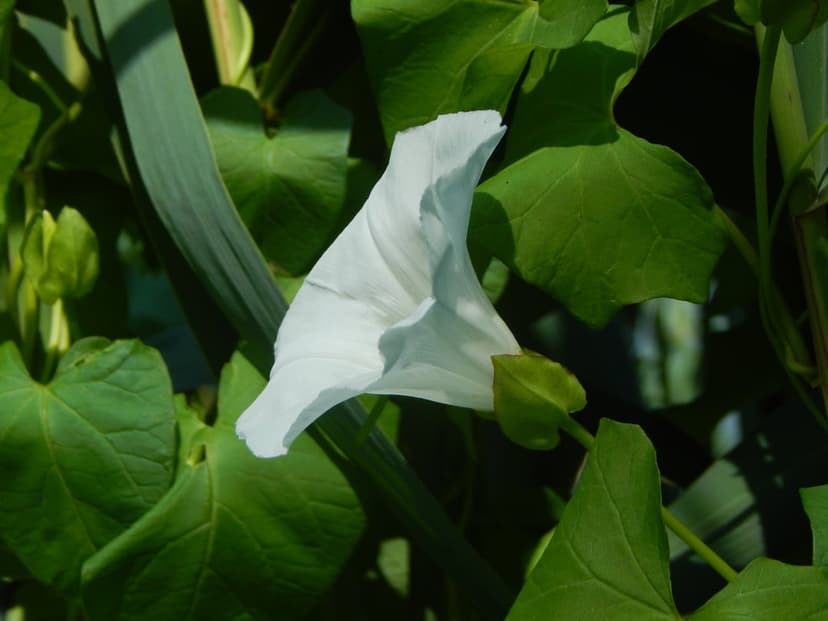 White trumpet-shaped bindweed flower with sunlit petals surrounded by dense green heart-shaped leaves and a small bud.