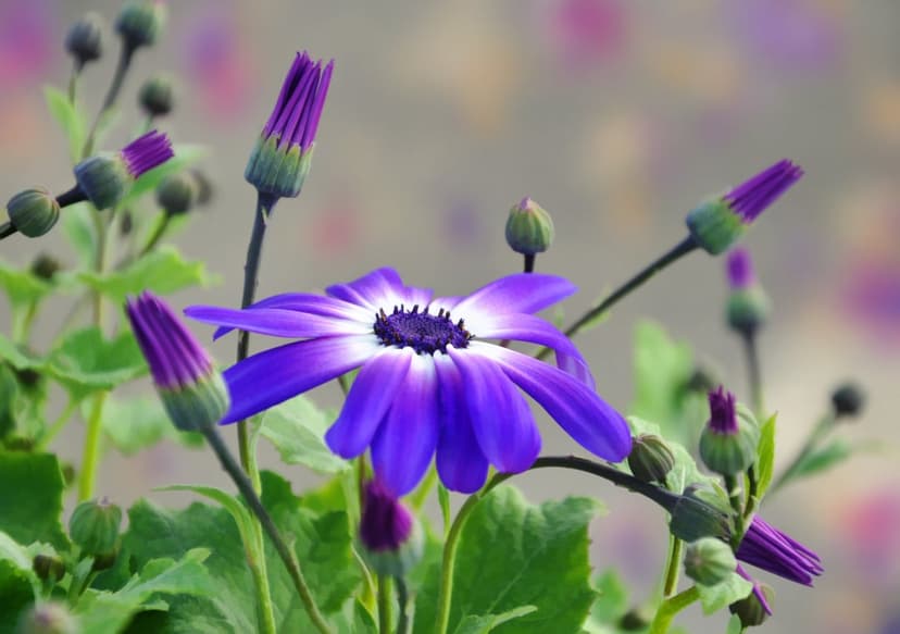 Purple daisy flower with white-tipped petals and green buds against a soft, blurred botanical background.