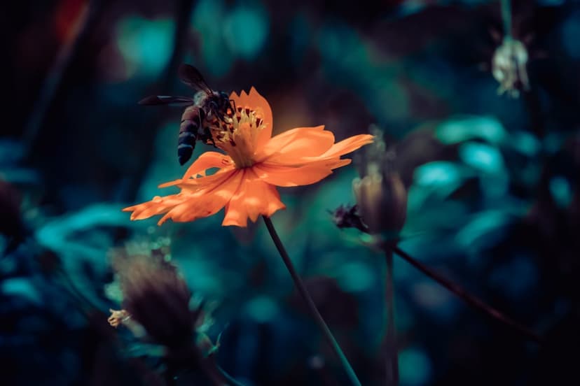Honeybee with outstretched wings collecting pollen from the center of an orange cosmos flower against teal bokeh.