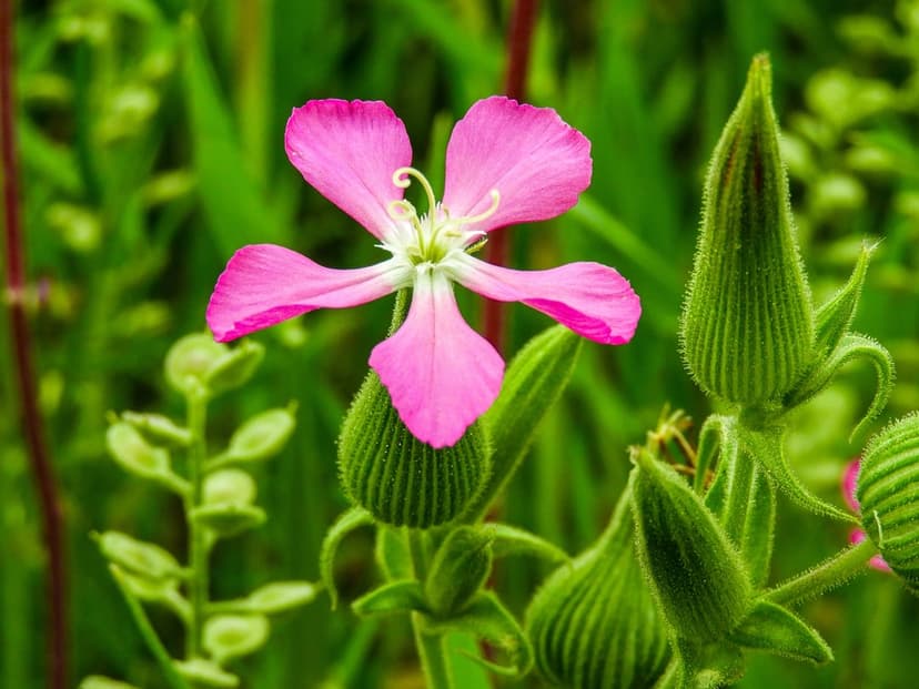 Pink wildflower with notched petals and white stamen sits near green ribbed buds in a soft botanical garden.