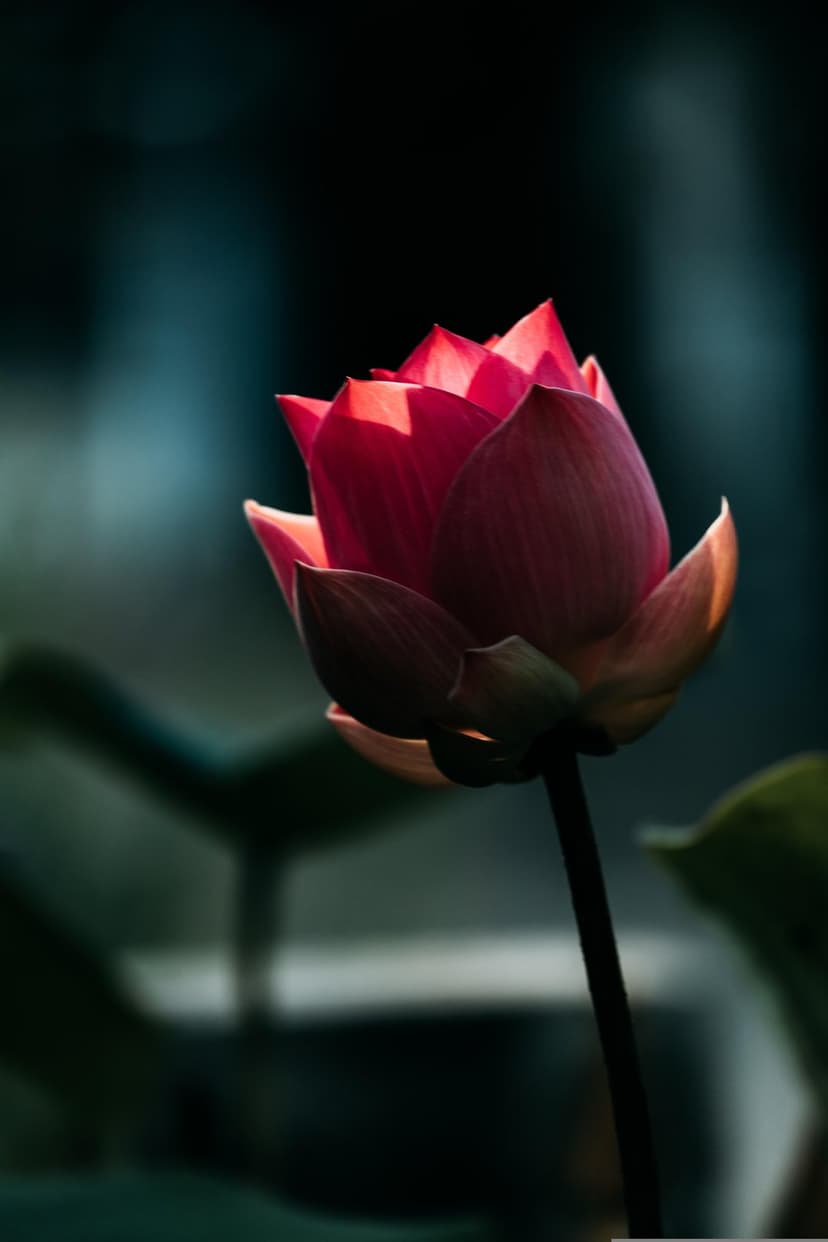 Red lotus bud with unfurling crimson petals glows in soft sunlight against a dark, blurred background.