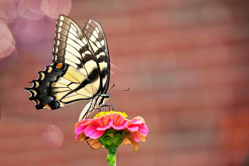 Tiger Swallowtail butterfly rests on a pink Zinnia flower with soft bokeh highlights in a vertical garden view.