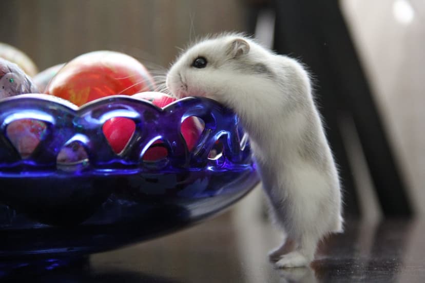 White and grey hamster standing on hind legs to look into a blue glass bowl filled with red and purple grapes.