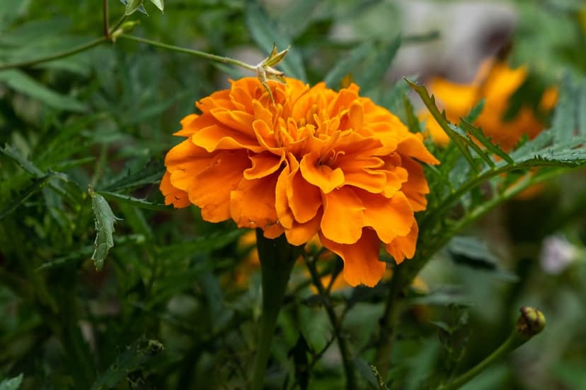 Orange marigold flower with ruffled petals centers the frame against a blurred background of green garden leaves.