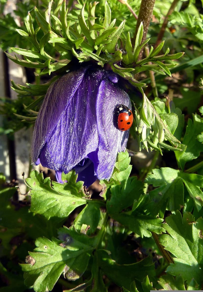 Red ladybug with black spots crawling on a closed purple anemone flower bud surrounded by soft green leaves.