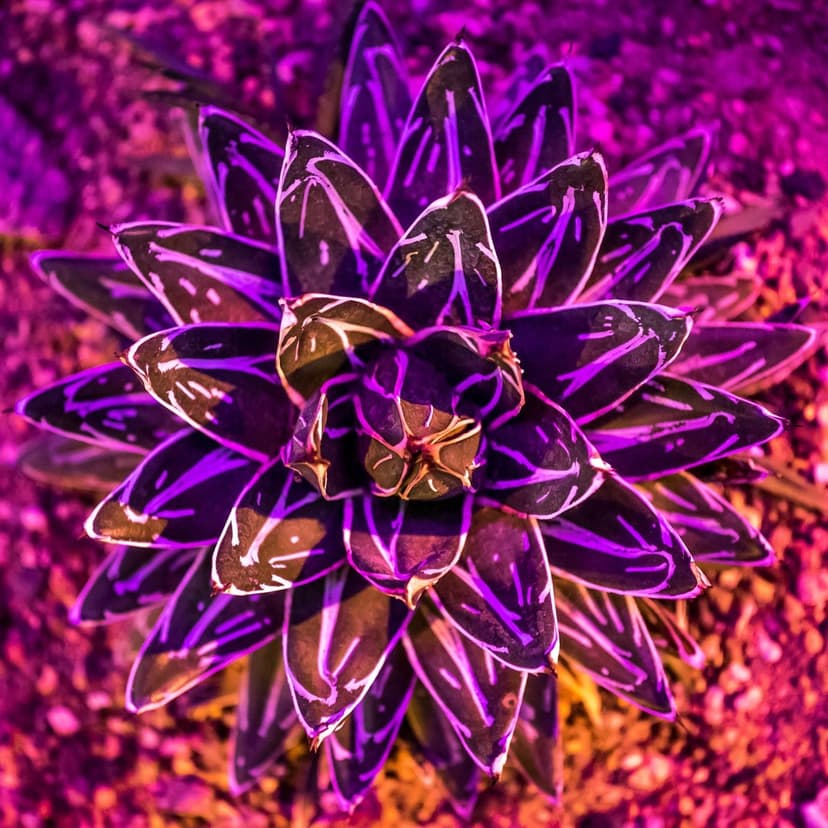 Purple succulent leaves with white veins sit on gravel under a pink glow in this vertical macro close-up.