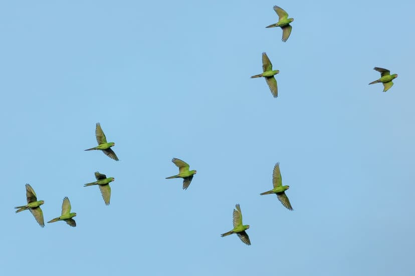 Green Ring-necked parakeets soar with outspread wings against a vast and cloudless bright blue sky.