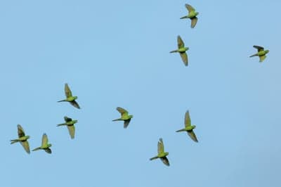 Flock of Ring-necked Parakeets in Flight Against Blue Sky