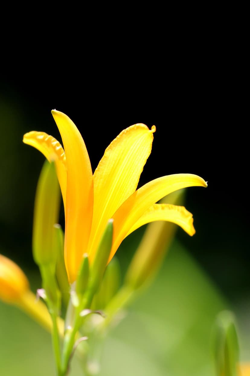 Yellow lily with detailed stamens and unfurling petals glows against a dark, out-of-focus background.
