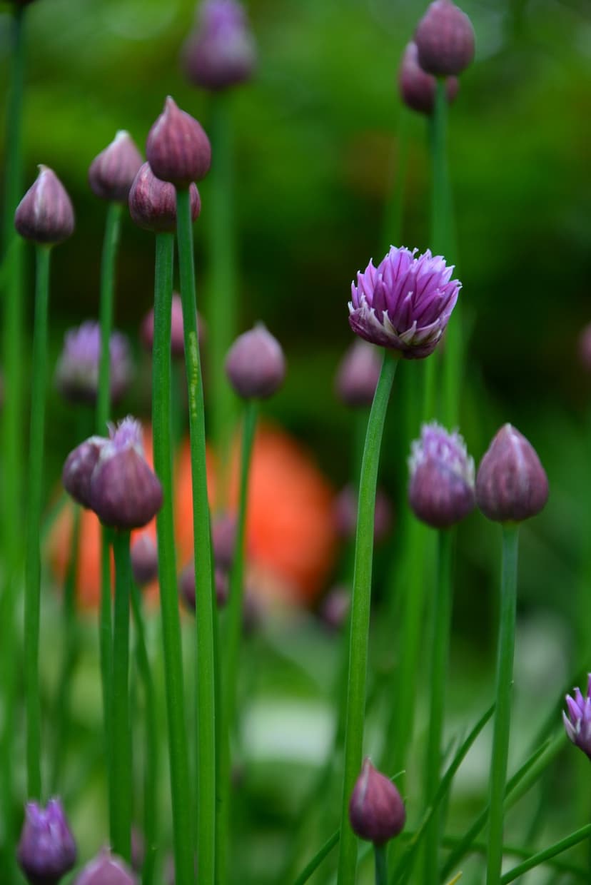 Purple chive blossoms and green stalks stand before a soft orange bokeh background in a sharp macro view.