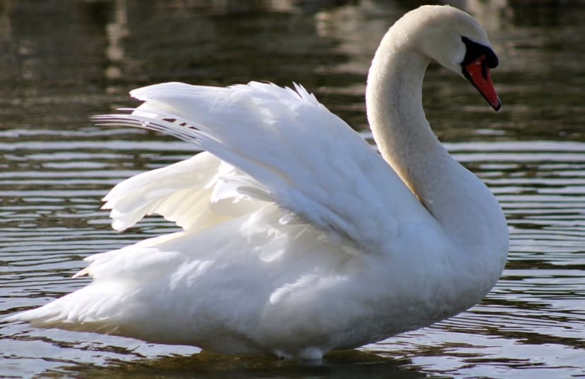 White swan with arched wings and an S-shaped neck glides across dark rippling water under soft natural sunlight.