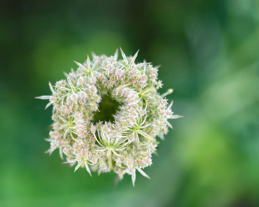 White flower cluster with delicate petals centers a top-down macro view over a blurry green garden background.
