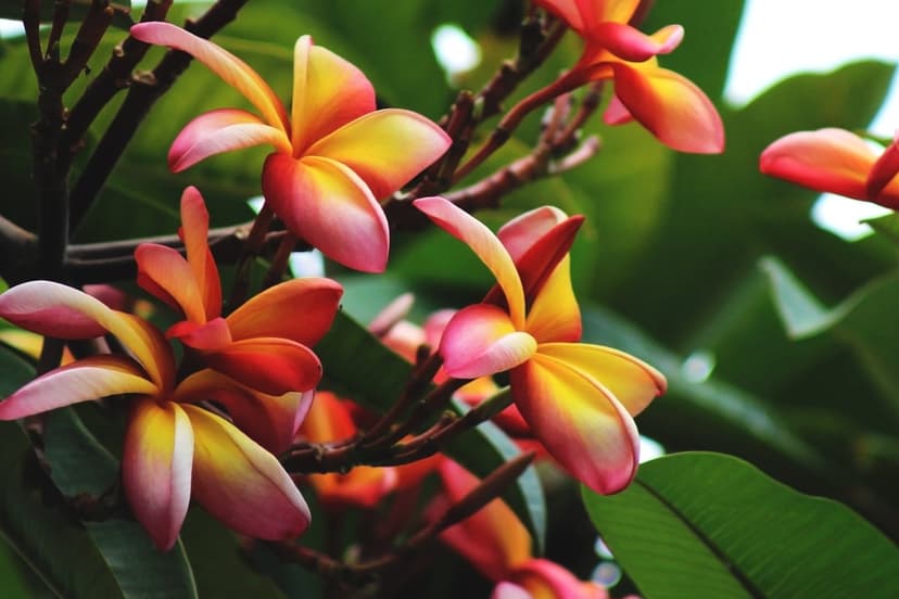 Plumeria flowers with pink-edged yellow petals grow on a wooden branch surrounded by thick green tropical leaves.