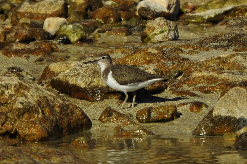 Sandpiper bird with a long beak stands on wet pebbles near reflective shallow water along a rocky coastline.