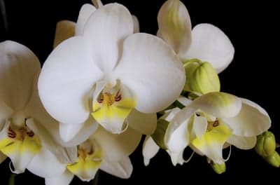 White Orchids with Yellow Centers on Black Background