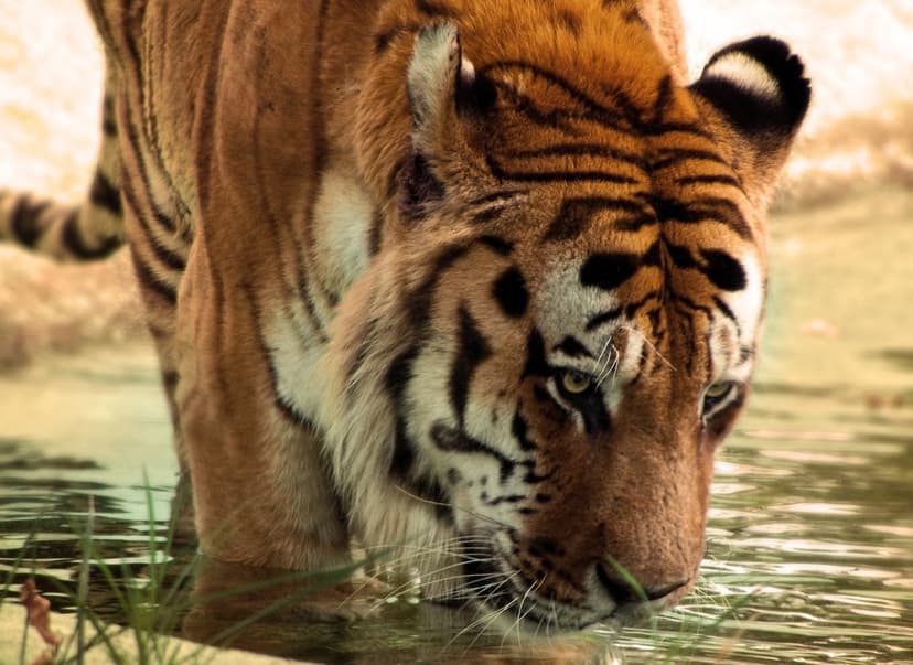 Bengal tiger lowers its head to drink from a pond, showing wet orange fur and ripples in the water.