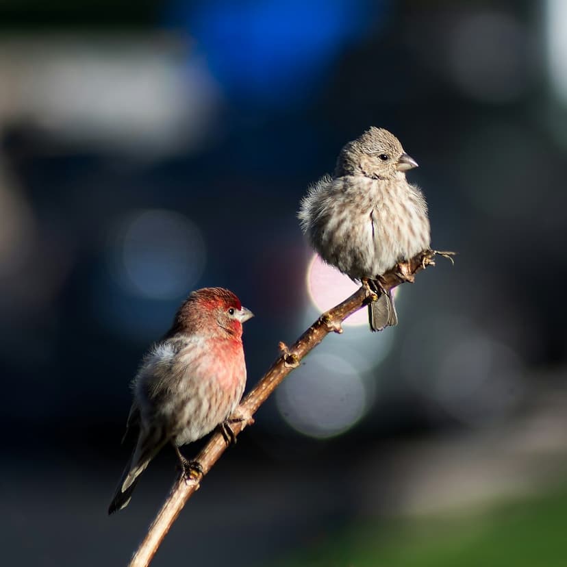 Red and gray finches perched on a thin twig against a blurred blue and green bokeh background in warm sunlight.