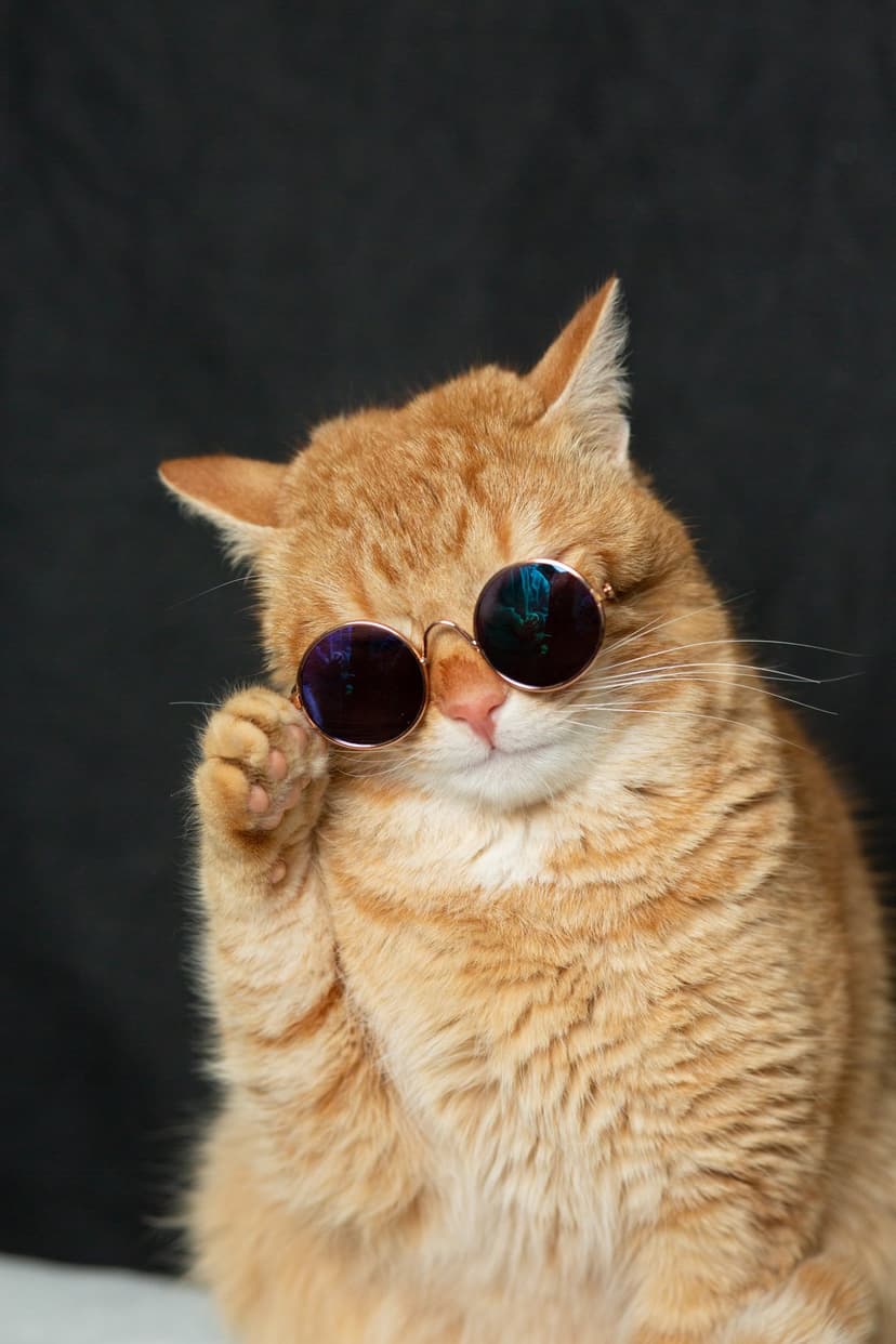 Ginger tabby cat wearing round reflective sunglasses with one paw raised against a dark solid background.
