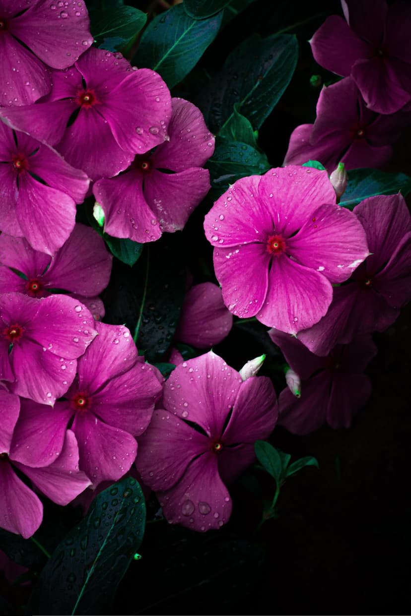 Pink Vinca flowers covered in clear water droplets against a dark, moody background in a macro photograph.