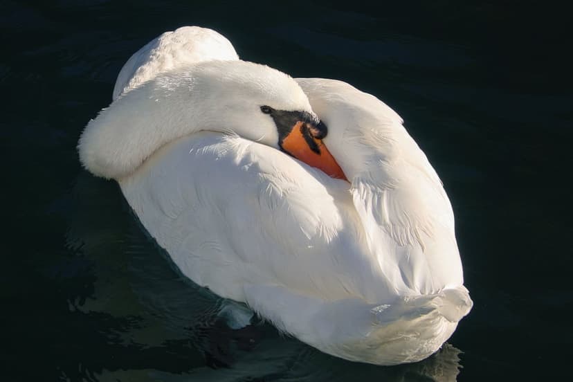 White swan with an orange beak rests its head on soft feathers while floating on dark, shadowed lake water.