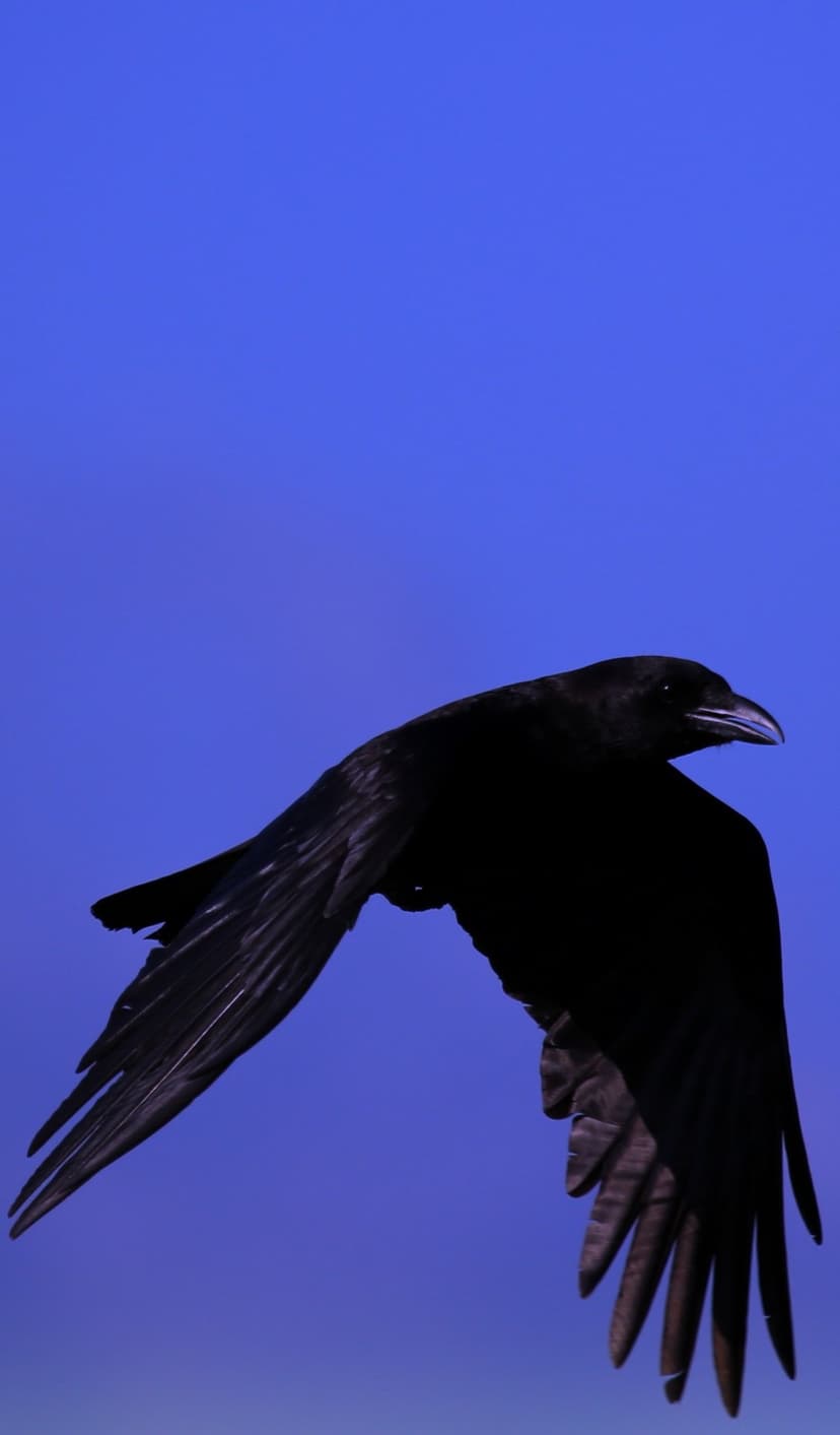Black raven with spread wings glides through a clear blue sky, displaying detailed feather textures and silhouette.