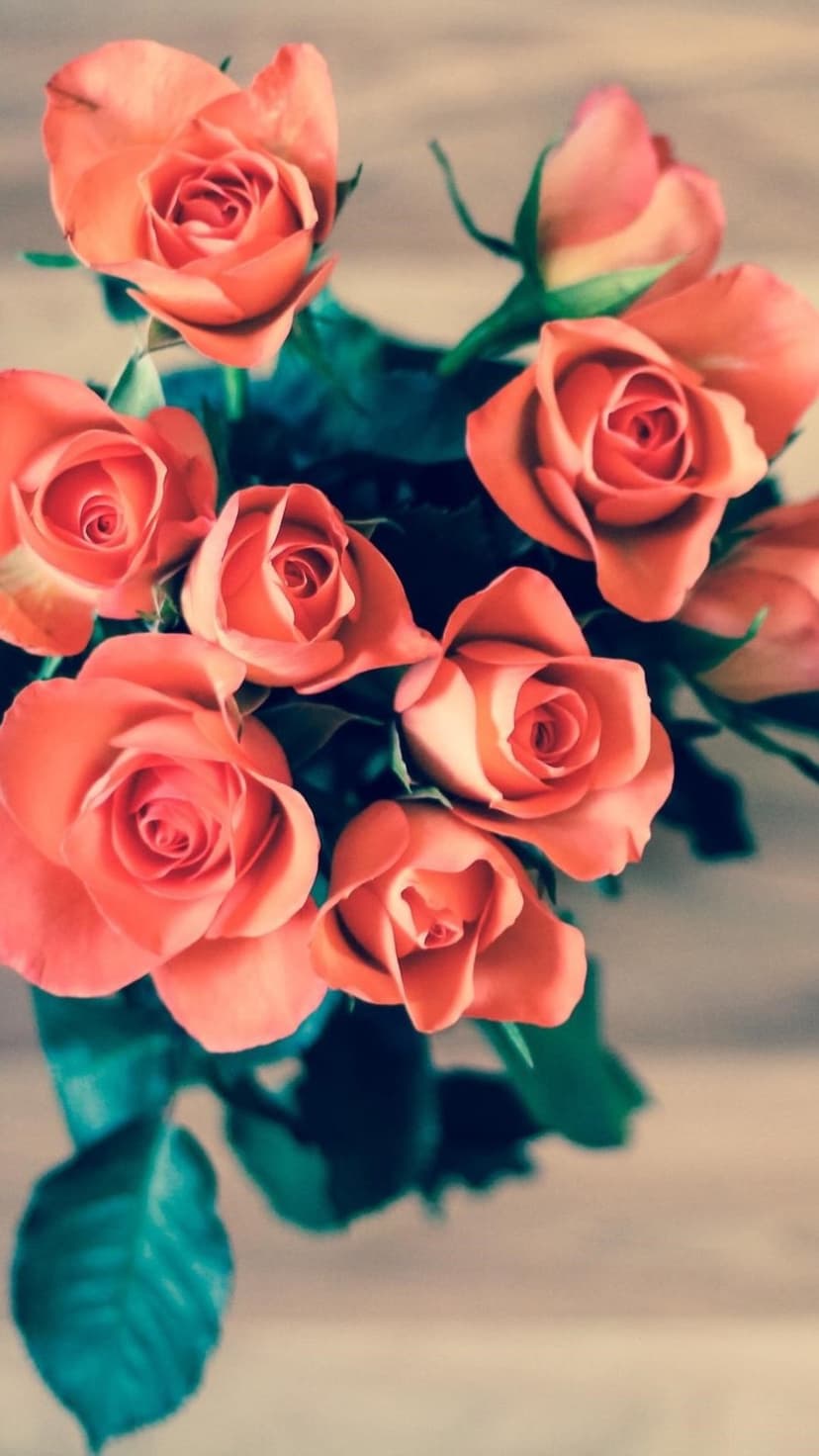 Peach-colored roses with layered petals and dark green leaves seen from above against a neutral light background.