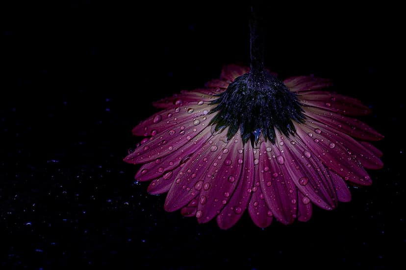 Purple Gerbera daisy hangs upside down with clear water droplets on petals against a black background.