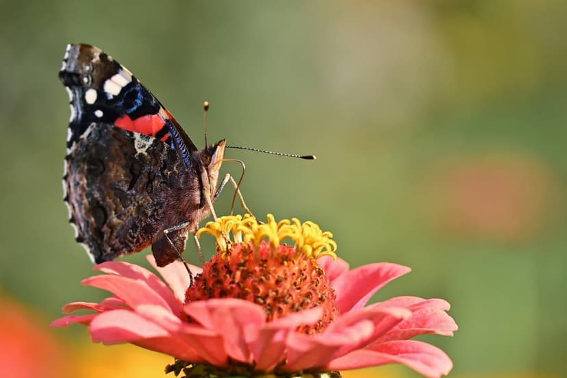 Red Admiral butterfly with black and orange wings perches on a pink zinnia flower against a blurred green backdrop.
