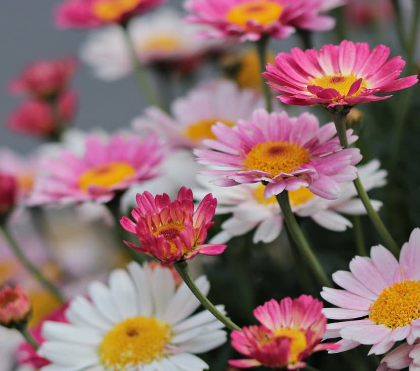 Pink and white daisies with yellow centers display soft petals and green stems in a shallow depth of field.