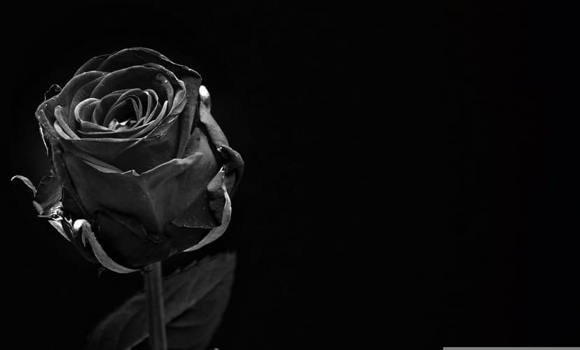 Black rose with layered petals reflects on a dark glass surface against a solid obsidian matte background.