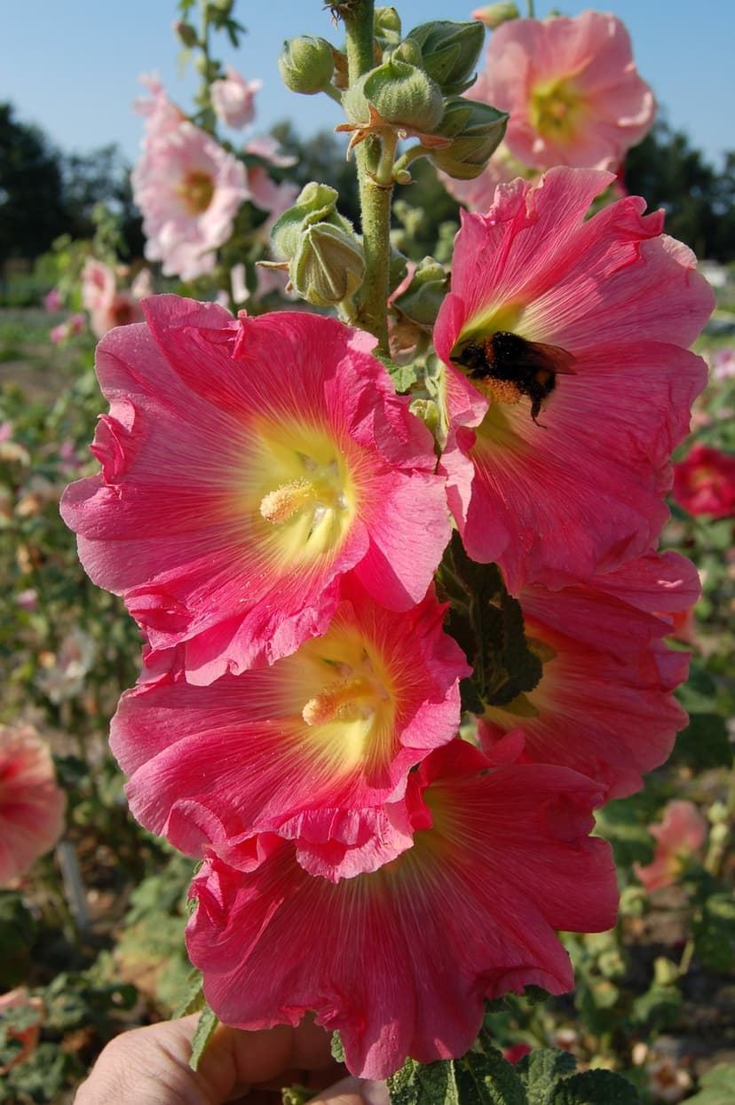 Bumblebee collecting pollen from a bright pink hollyhock flower with a blurred green garden background.