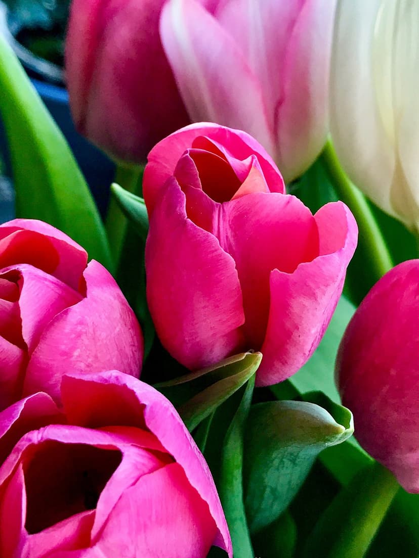 Pink tulip petals with soft morning light and green stems appear in a sharp macro view against a blurred garden.