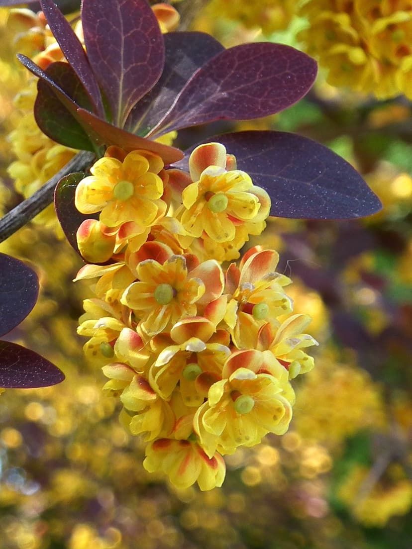 Yellow barberry blossoms with red centers cluster against dark purple oval leaves in a soft macro view.