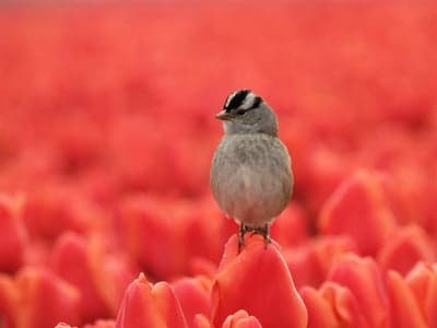 White-Crowned Sparrow on Red Tulip Spring Phone Wallpaper
