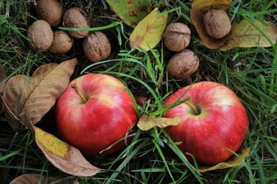 Apples and Walnuts on Autumn Grass with Fallen Leaves
