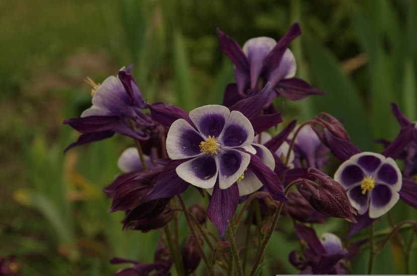 Purple columbine flowers with white petals and yellow centers bloom against a blurred green leaf background.