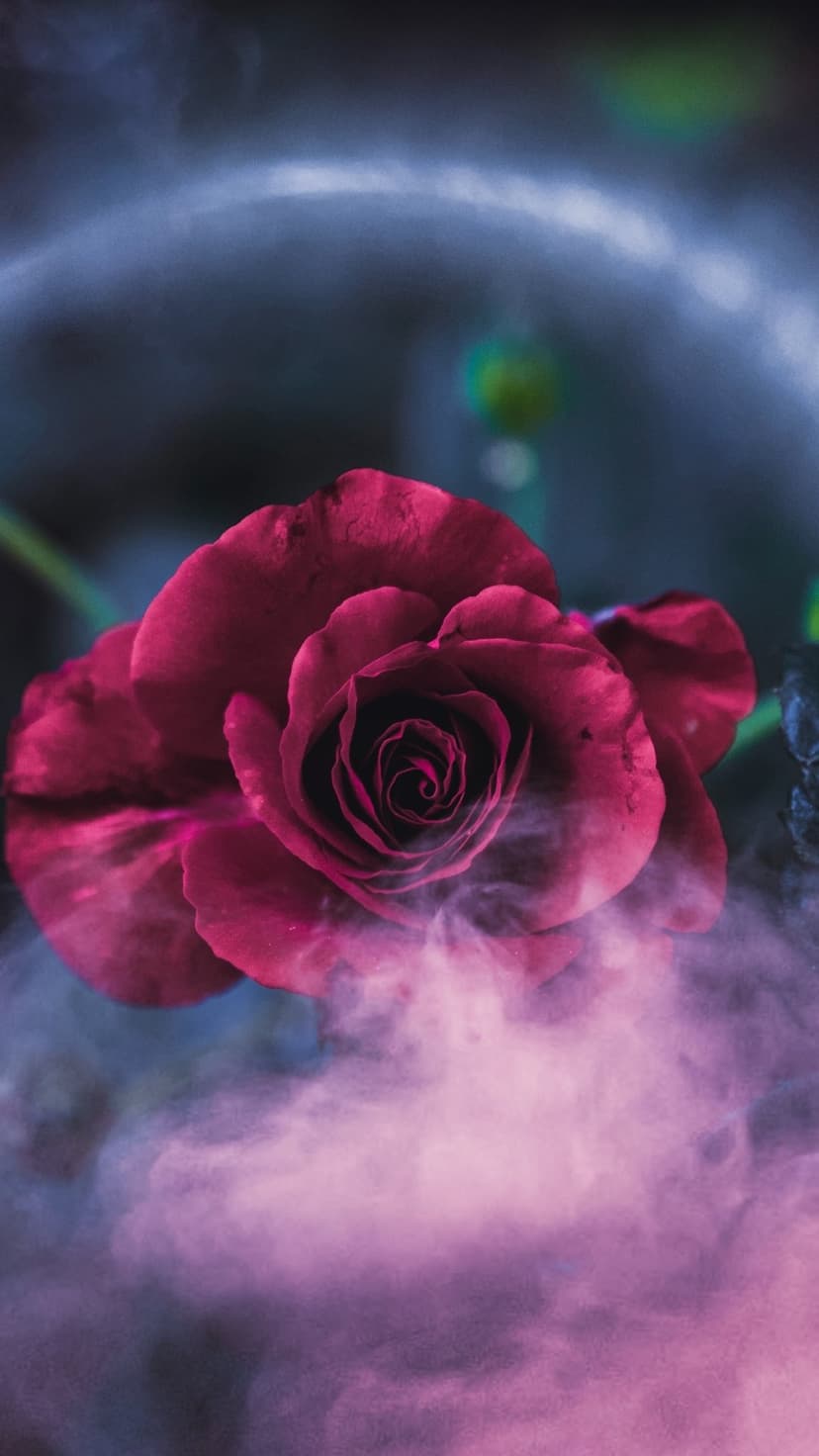 Magenta rose blooming through a swirling purple mist against a dark background with soft lighting and bokeh.