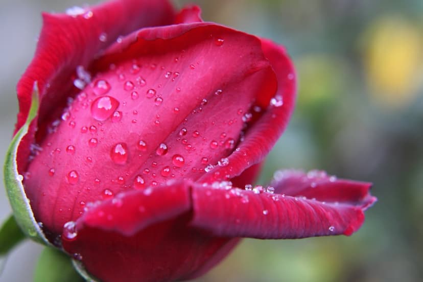 Red rose bud covered in tiny ice crystals and clear water droplets against a blurred green and yellow background.