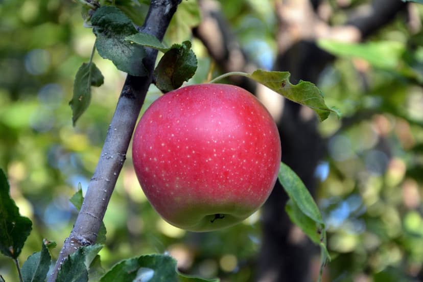 Red apple with white speckles hangs on a branch amidst green leaves under bright, warm sunlight in an orchard.