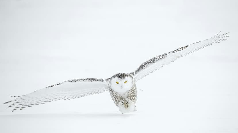 Snowy owl with wings fully extended and piercing yellow eyes glides against a plain white minimalist background.