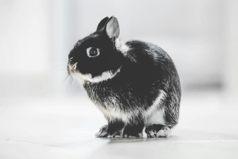 Baby bunny with black and white fur sits in profile against a light background showing soft texture and dark eyes.