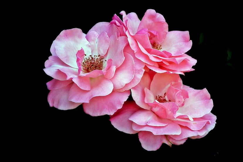 Three pink roses with ruffled petals and visible centers are set against a solid, pitch-black background.