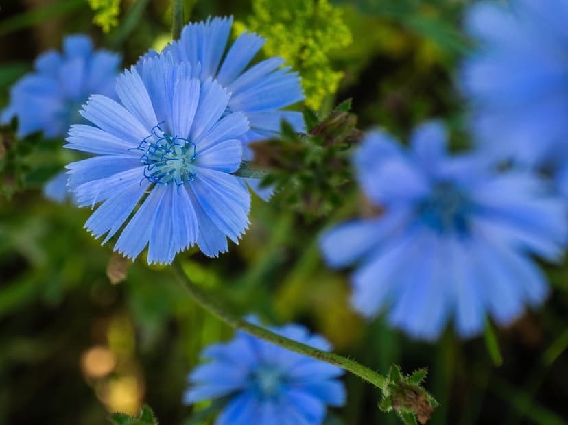 Bright blue chicory blossoms with ray-like petals stand out against a soft green and yellow bokeh background.