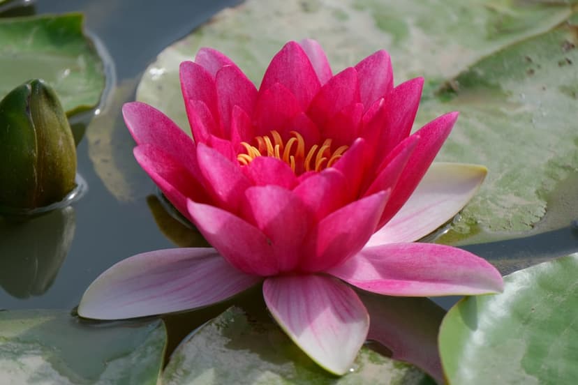 Pink Water Lily Phone Wallpaper in Serene Dark Water