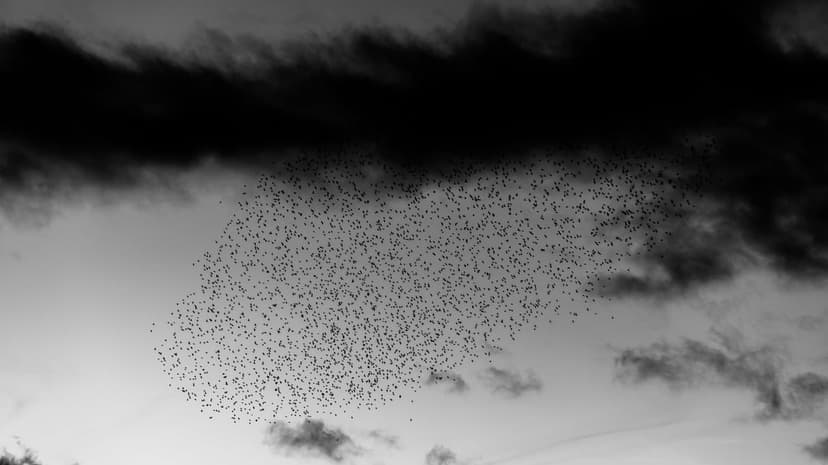 Thousands of starlings flock together in a fluid shape against dark, textured clouds in a monochrome sky.