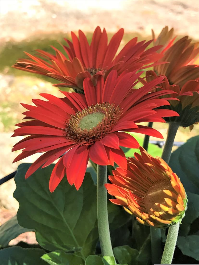 Red Gerbera daisy with a green center blooming next to a small bud under bright, warm natural sunlight in a garden.